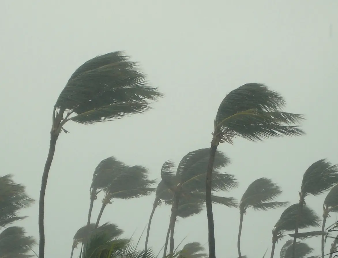 A group of palm trees are blown by dramatic winds during a tropical storm.