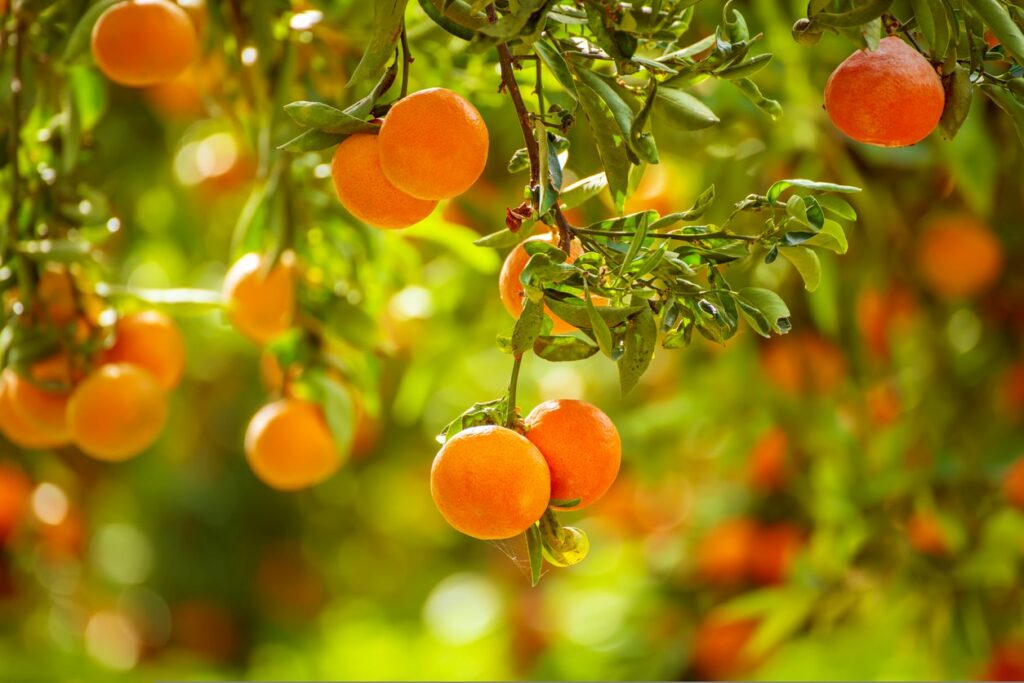 A mandarin orchard with dangling fruits on a bright, sunny day.