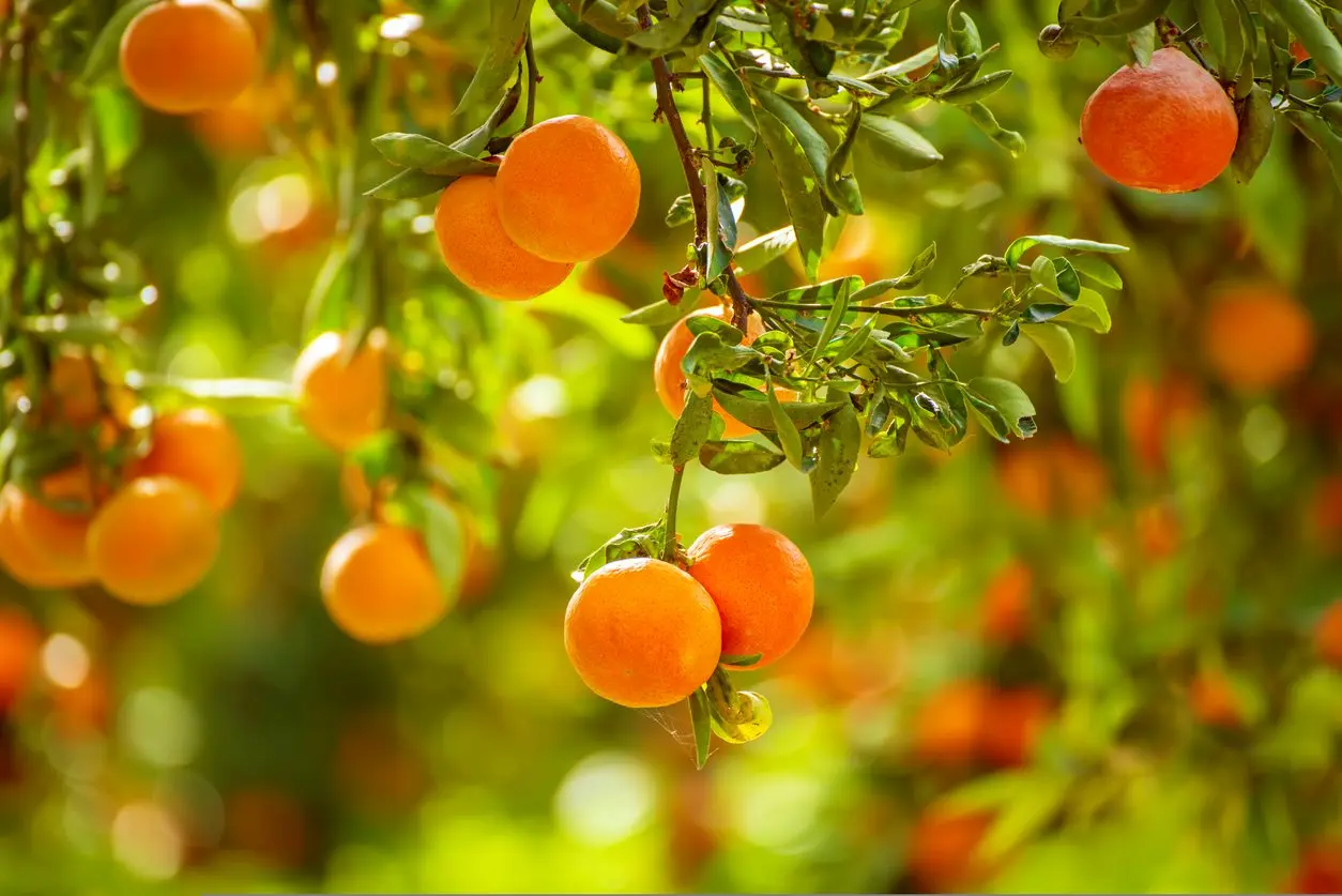 A mandarin orchard with dangling fruits on a bright, sunny day.