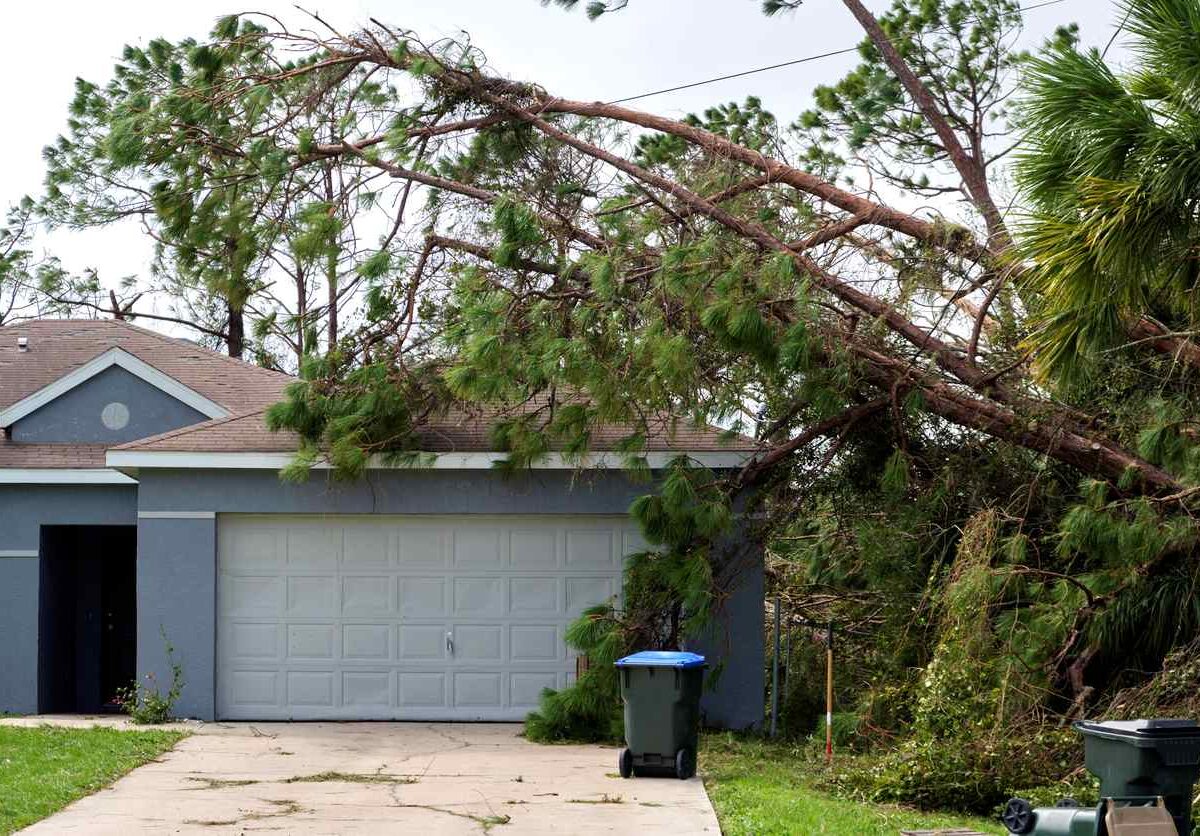A large pine tree leans onto a house after a hurricane, damaging the roof and yard in a Florida neighborhood.