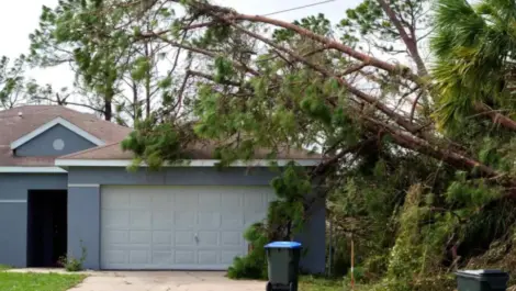 A large pine tree leans onto a house after a hurricane, damaging the roof and yard in a Florida neighborhood.