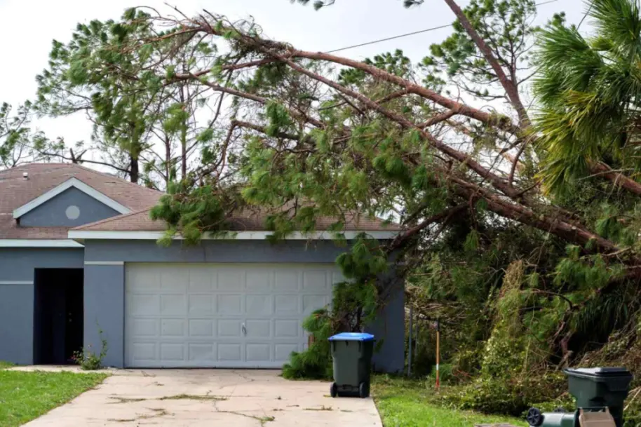 A large pine tree leans onto a house after a hurricane, damaging the roof and yard in a Florida neighborhood.